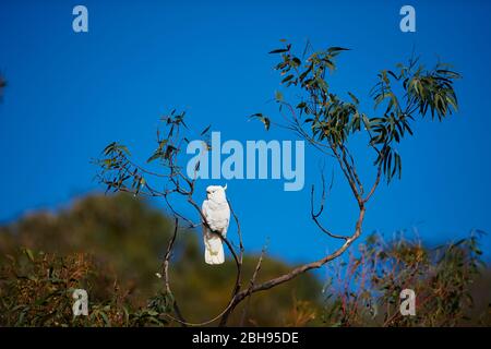 Cockatoo (Cacatua galerita), ramo, laterale, seduta Foto Stock