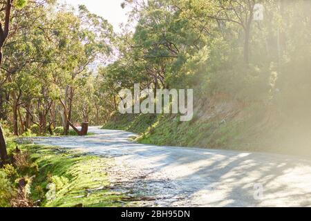 Paesaggio, strada, Eucalipto Blu (Eucalipto globulus), Foresta pluviale, fiume Kennet, Parco Nazionale Grande Otway, Victoria, Australia, Oceania Foto Stock