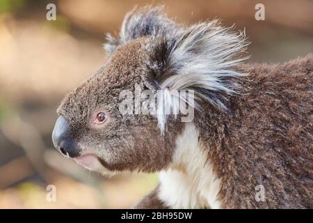 Koala (Phascolarctos cinereus), ritratto, laterale Foto Stock