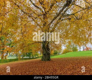 Germania, Baden-Württemberg, Isny-Neutrauchburg, faggio rosso, faggio europeo, Fagus sylvatica, faggi famiglia, Fagaceae nel parco del castello dell'hotel Schloss Neutrauchburg nel Allgäu. Foto Stock