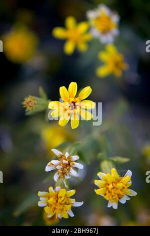 Trixis californica (triplice americano) fiorisce nel sud-ovest americano in primavera. Foto Stock
