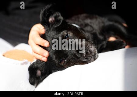 Il cane nero prende il sole a letto. Foto Stock