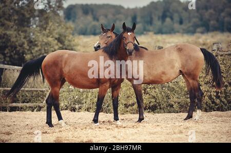 Due cavalli sportivi di dun e colore baia nella levada. Foto Stock