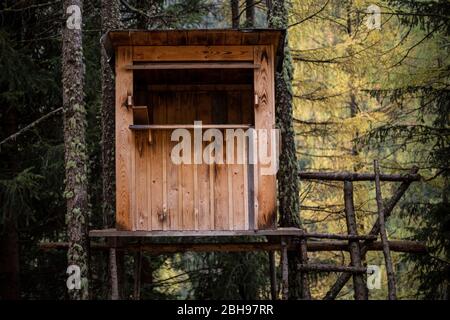 Stativo nella foresta, vicino Niederthai, Ötztal, Tirolo, Austria Foto Stock