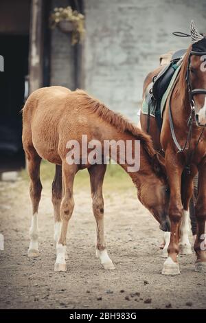 Razza sportiva di volpe rosso con mare. Piccolo cavallo. Foto Stock