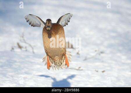 Germano reale in volo Foto Stock