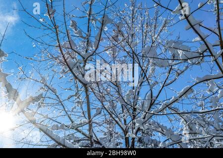 Struttura coperta di neve fresca nella foresta di fronte blu cielo, Tutzing, Baviera, Germania, Europa Foto Stock