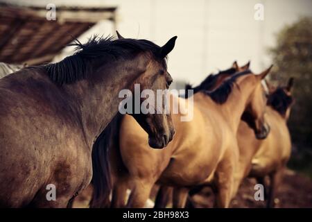 Un gregge di cavalli corre dal campo di casa alla stalla. Foto Stock