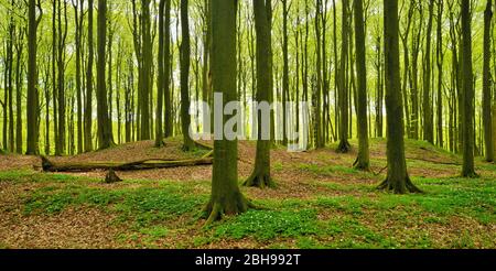 Buchenwald mit Hügelgräbern im Frühling, frisches Grün, Buschwindröschen blühen, Nationalpark Jasmund, Unesco-Weltnaturerbe, Insel Rügen, Mecklenburg- Foto Stock