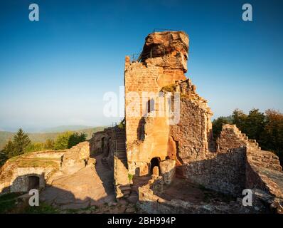 Castello di Hohenburg alla luce del mattino, francese Château du Hohenbourg, castello di roccia, Wasgau, Alsazia, Francia Foto Stock