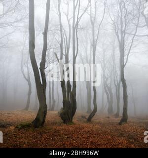 Geheimnisvoller Wald im Nebel, bizarr verwachsene kahle Buchen, Herbst, Erzgebirge, Tscechien Foto Stock