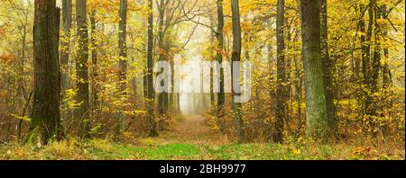 Percorso attraverso boschi decidui in piena autunno colori, nebbia, Ziegelrodaer Forst vicino Querfurt, Sassonia-Anhalt, Germania Foto Stock