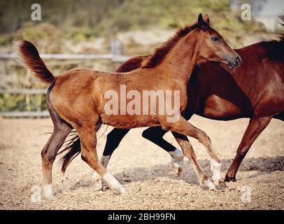 Volpe rosso con un mare che corre a un galoppo nel paddock.piccolo cavallo. Foto Stock