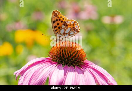 Conflower, Echinacea purpurpurea, famiglia Daisy, farfalla piccola madre-di-perla, Issoria lathonia, Famiglia Edelfalter Foto Stock