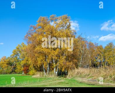 Germania, Baden-Wuerttemberg, Illmensee, birch con fogliame giallo autunnale sull'Illmensee, Betula, famiglia delle betulaceae. Foto Stock