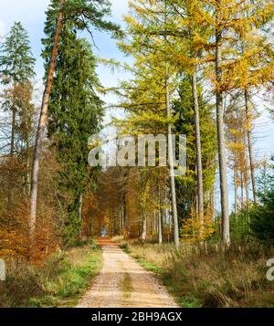 Germania, Baden-Württemberg, Sigmaringen, percorso attraverso la foresta mista di conifere nella foresta Josefslust, un terreno di caccia della Casa di Hohenzollern. Il parco Josefslust è aperto al pubblico come area ricreativa. Foto Stock