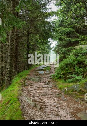 Germania, Baden-Württemberg, Seebach, Waldweg, sentiero escursionistico da Mummelsee a Hornisgrinde, la montagna più alta della Foresta Nera settentrionale. Foto Stock