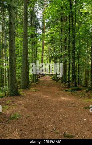 Germania, Baden-Württemberg, Neubulach - Kohlerstal, foresta, strada forestale, foresta mista a Nagoldtal alle rovine Waldeck Foto Stock