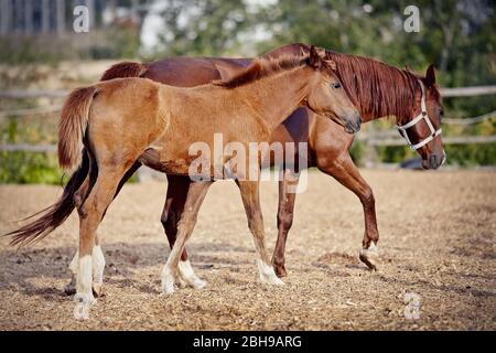 Rosso colt con gambe bianche con un mare rosso che cammina nel paddock.piccolo cavallo. Foto Stock