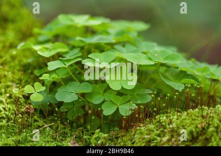 Legno sorrel, Oxalis acetosella in muschio, Brandeburgo, Germania Foto Stock