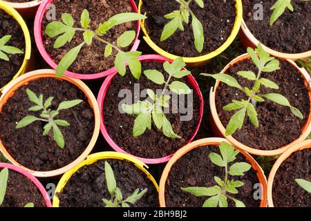 Solanum lycopersicum 'Alicante'. Piantine di pomodoro in pentole di piante di plastica riutilizzate. Foto Stock