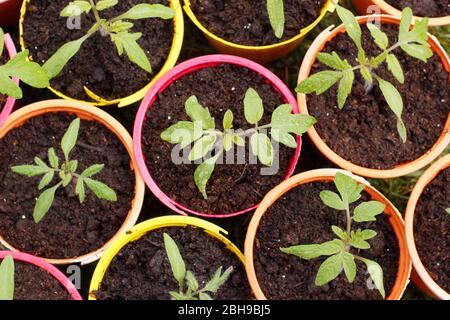 Solanum lycopersicum 'Alicante'. Piantine di pomodoro in pentole di piante di plastica riutilizzate. Foto Stock