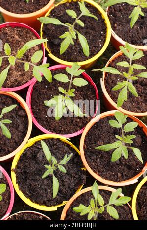 Solanum lycopersicum 'Alicante'. Piantine di pomodoro in pentole di piante di plastica riutilizzate. Foto Stock