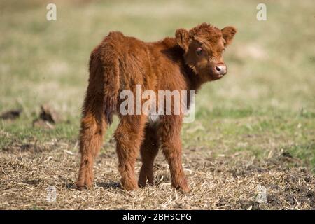 Cumbernauld, Regno Unito. 24 Aprile 2020. Nella foto: Un gregge di giovani vacche fiocchi di altopiano pascolano il prateria ai margini della città. Le mucche Highland non hanno uno strato di grasso, e invece hanno due cappotti che li aiutano ad isolarli nel freddo estremo e li mantiene anche relativamente freschi in estate, anche se oggi al sole intenso era un po' caldo per loro. Un vitello nuovo nato può essere visto con l'allevamento. Credit: Colin Fisher/Alamy Live News Foto Stock