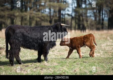 Cumbernauld, Regno Unito. 24 Aprile 2020. Nella foto: Un gregge di giovani vacche fiocchi di altopiano pascolano il prateria ai margini della città. Le mucche Highland non hanno uno strato di grasso, e invece hanno due cappotti che li aiutano ad isolarli nel freddo estremo e li mantiene anche relativamente freschi in estate, anche se oggi al sole intenso era un po' caldo per loro. Un vitello nuovo nato può essere visto con l'allevamento. Credit: Colin Fisher/Alamy Live News Foto Stock