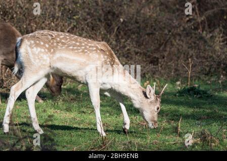 Giovane maschio di pascolo del cervo Foto Stock