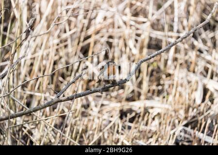 Robin arroccato (Erithacus rubecula) Foto Stock