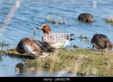 Wigeon maschio (Anas penelope) Foto Stock