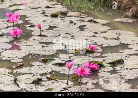 Cambogia, Angkor, Tempio di Banteay Srei, fiori nel fossato del tempio Foto Stock