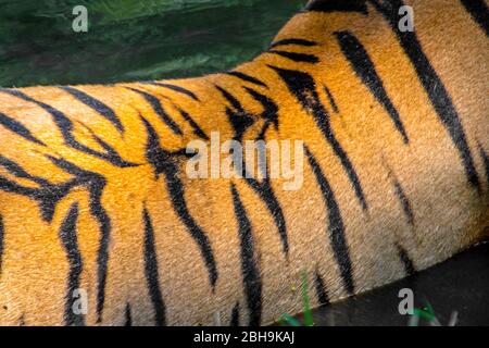 Tigre del Bengala di nuovo primo piano in su, India Foto Stock