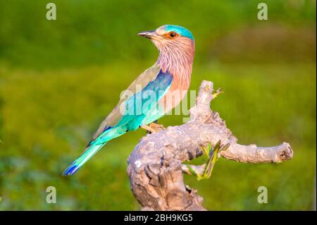 Ritratto indiano Roller (Coracias benghalensis), India Foto Stock