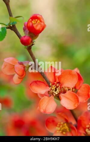 Quince ornamentale giapponese, Chaenomeles japonica Foto Stock