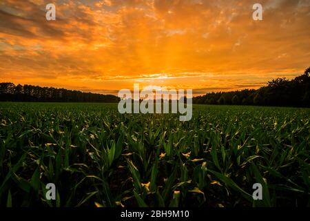 Tramonto su Cornfield Foto Stock