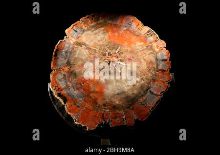 Legno pietrificato. Chalet-Cedony Park, Arizona, Stati Uniti. Museo Americano di Storia Naturale, New York. USA. Foto Stock