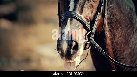 Il naso sport cavallo marrone nella bridle. Sport cavallo mostra lingua. Cavallo dressage. Sport equestre. Foto Stock