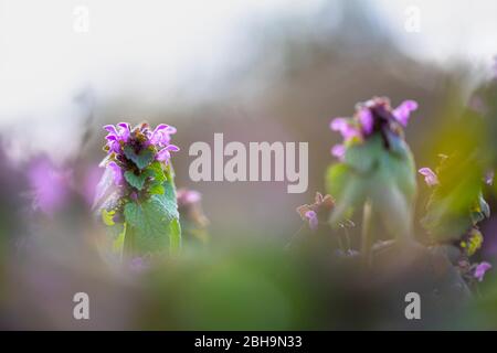 Deadnettle, fioritura Foto Stock