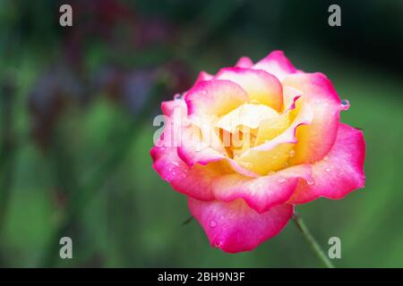 Primo piano di una romantica rosa rosa di tè ibrido rosa fiorente all'inizio dell'autunno del paesaggio suburbano. Foto Stock