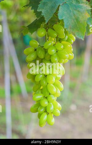 Lussureggianti uve bianche appese alle vigne con foglie verdi sulla vite frutta fresca in vigna. Foto Stock