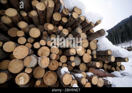 Austria, Tirolo, Stubaital, Neustift, tronchi d'albero, pali di legno, tronchi di pino, inverno, coperti di neve Foto Stock