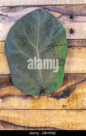 Foglia di fico (Ficus lyrata) su fondo ligneo Foto Stock