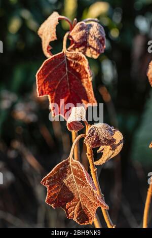 Foglie di quercia hydrangea, foglie con brina Foto Stock