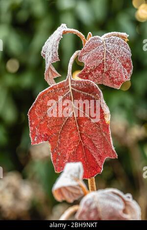 Foglie di quercia hydrangea, foglie con brina Foto Stock