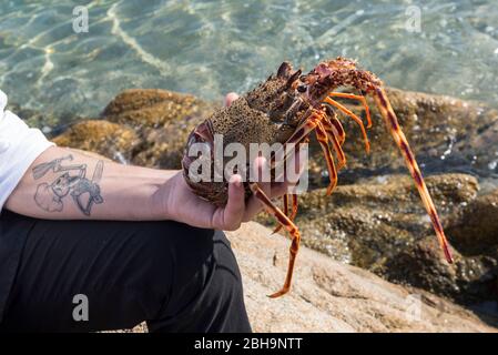 Italia, isola mediterranea Sardegna, spiaggia di Porto Taverna / Spiaggia Porto Taverna, uomo che tiene in mano aragosta fresca Foto Stock