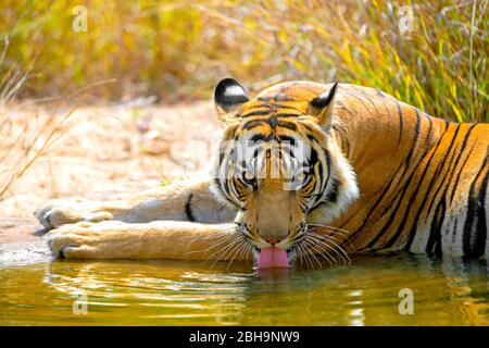 Acqua potabile della tigre del Bengala, India Foto Stock