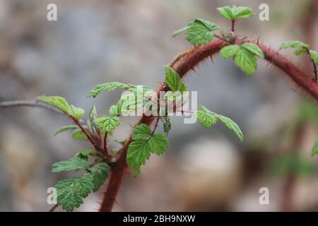 Closeup di foglie di rama e spine Foto Stock