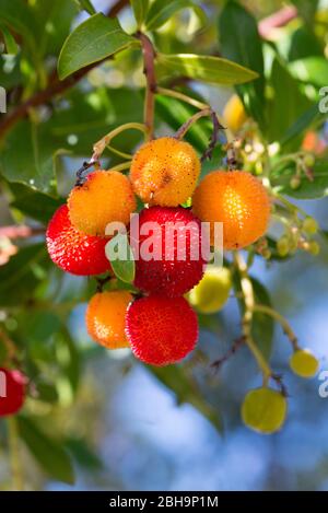 Italia, Mar Mediterraneo Sardegna, Barbagia, Mamoiada, Strawberry Tree, Corbezzolo, Arbutus unedo Foto Stock